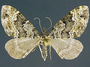 Psaliodes ochreata