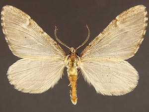 Stamnoctenis morrisata