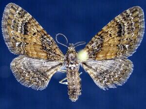 Eupithecia palpata