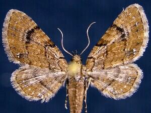 Eupithecia peckorum