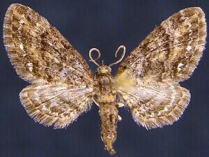 Eupithecia columbiata