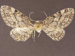 Eupithecia catalinata