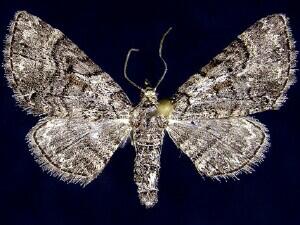 Eupithecia edna