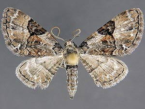 Eupithecia owenata