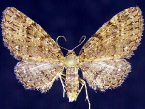 Eupithecia longipalpata