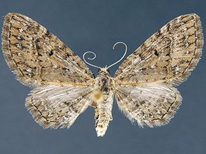 Eupithecia longipalpata