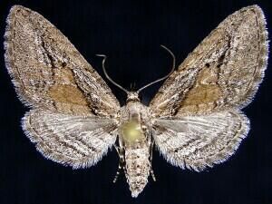 Eupithecia placidata