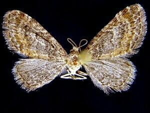 Eupithecia coloradensis