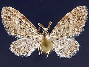 Eupithecia jejunata