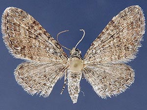 Eupithecia jejunata