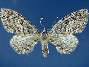 Eupithecia lariciata