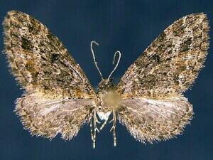 Eupithecia rotundopuncta