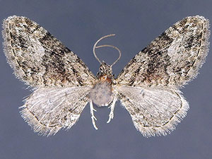 Eupithecia pretansata