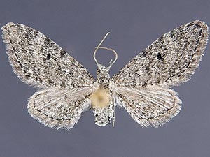 Eupithecia prostrata