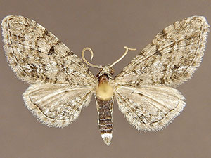 Eupithecia persimulata