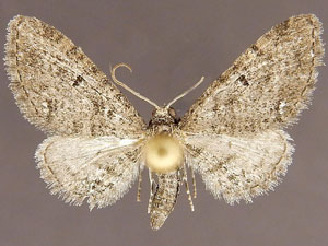 Eupithecia vargoi