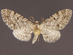 Eupithecia vargoi