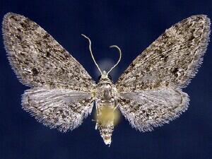 Eupithecia macdunnoughi