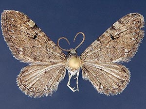 Eupithecia nabokovi