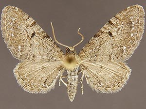 Eupithecia nabokovi