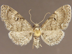 Eupithecia nabokovi