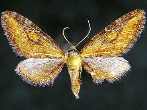 Eupithecia biedermanata