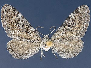 Eupithecia nimbicolor