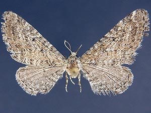 Eupithecia nimbicolor