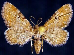 Eupithecia strattonata