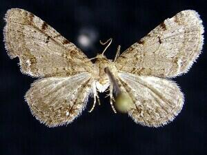 Eupithecia ammonata