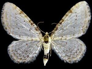 Eupithecia cretaceata