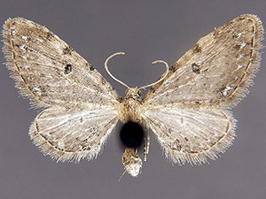 Eupithecia longispinata