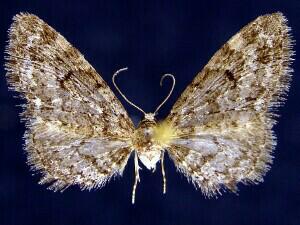 Eupithecia annulata