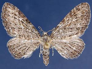 Eupithecia lachrymosa