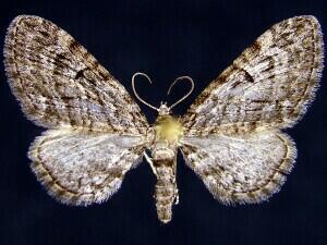 Eupithecia niphadophilata