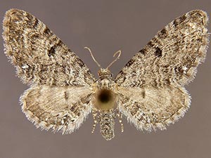 Eupithecia subcolorata