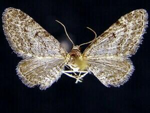 Eupithecia appendiculata