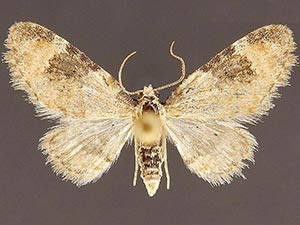 Eupithecia fredericki