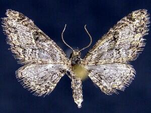 Eupithecia pinata