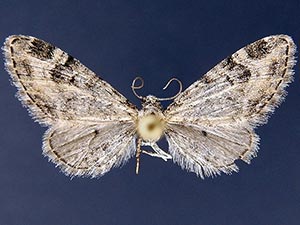 Eupithecia agnesata