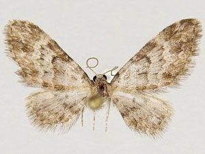 Eupithecia woodgatata