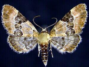 Eupithecia bowmani