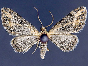 Eupithecia sonora