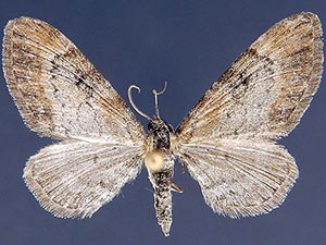 Eupithecia johnstoni