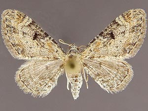 Eupithecia rindgei