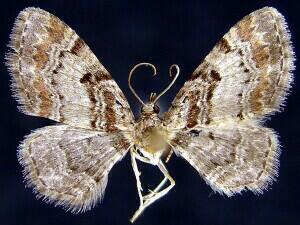 Eupithecia mutata