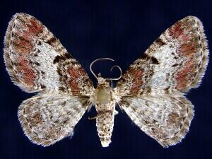 Eupithecia mutata