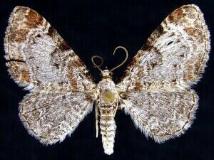 Eupithecia spermaphaga