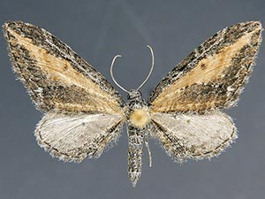 Eupithecia gilvipennata