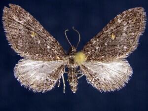 Eupithecia gilvipennata